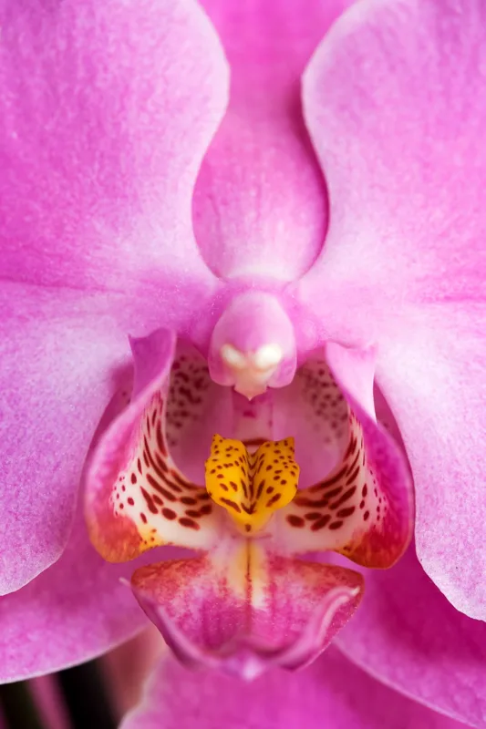 Close-up of a pink orchid with yellow and red markings