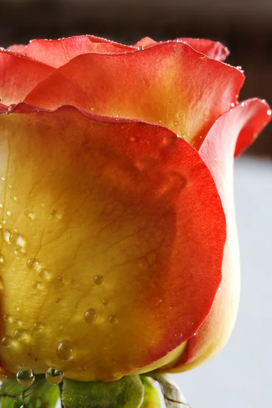 Close-up of a red and orange rose with water droplets
