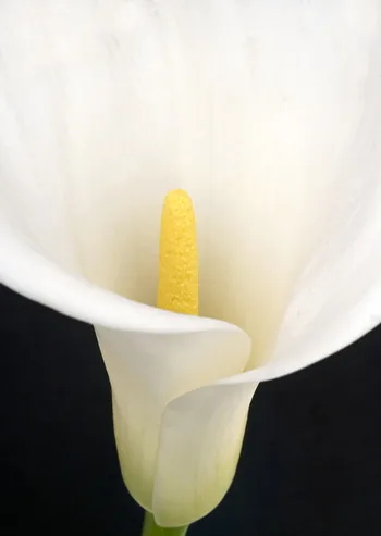 Close-up of a white calla lily with a yellow spadix on a black background