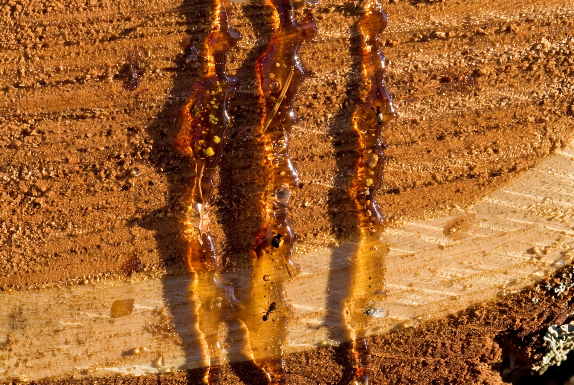 Close-up of amber resin dripping down a freshly cut tree trunk with a trapped ant and small insects