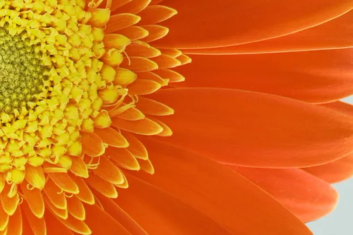 Close-up of an orange gerbera daisy