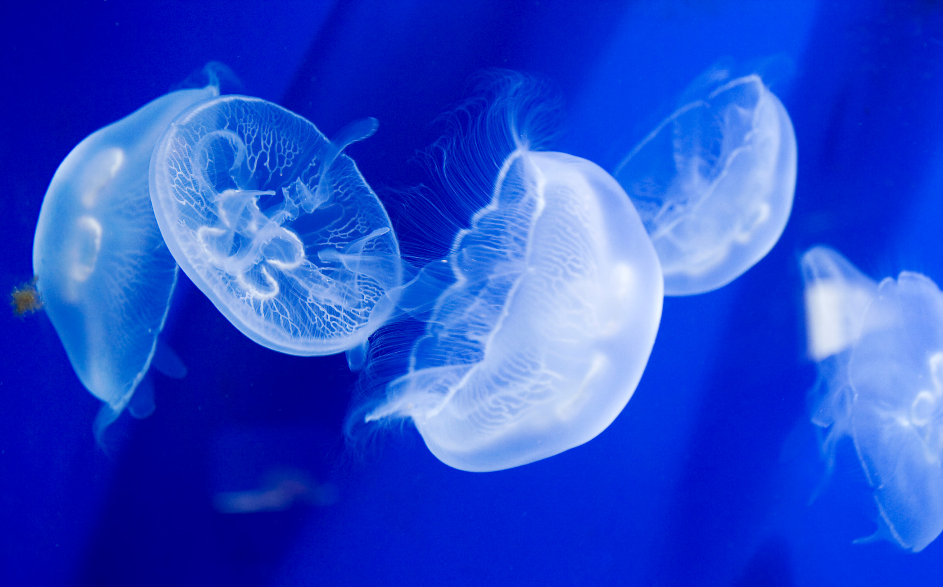 Translucent jellyfish in deep blue water