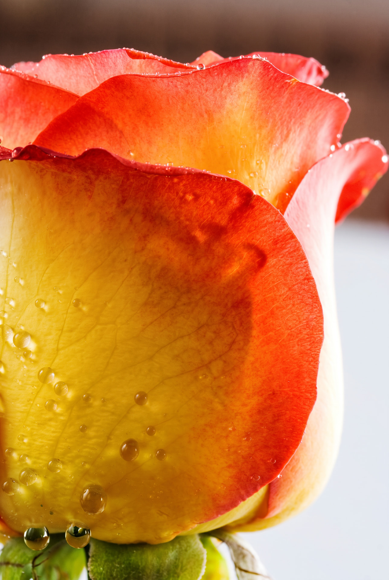 Close-up of a red and orange rose with water droplets
