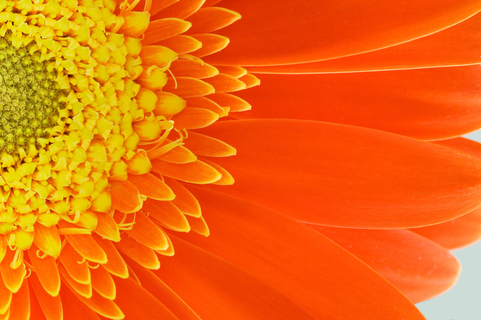 Close-up of an orange gerbera daisy