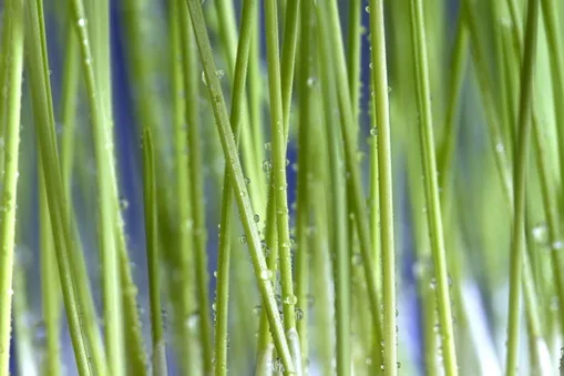 Close-up of green grass blades with water droplets