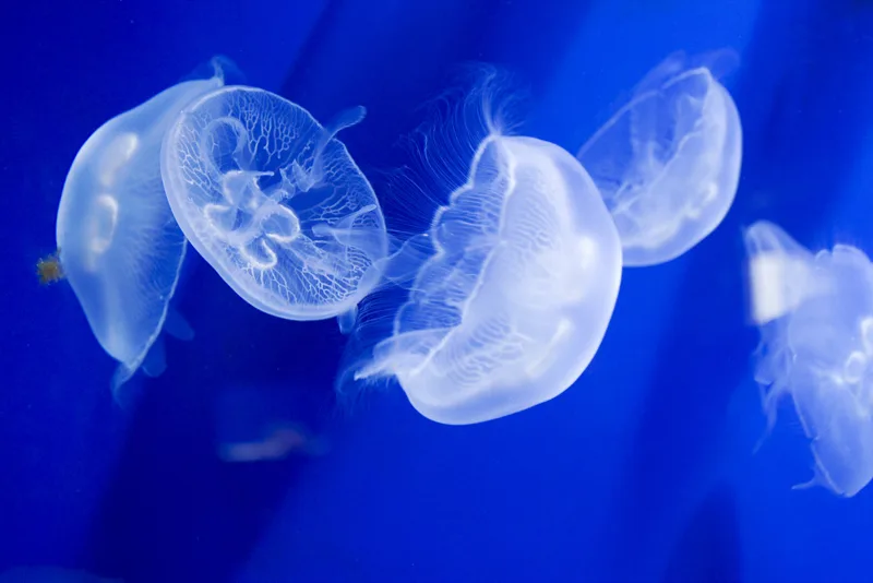Translucent jellyfish in deep blue water