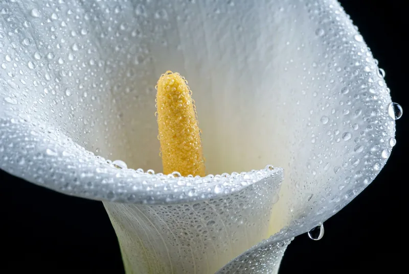 Close-up of a white calla lily with a yellow spadix on a black background