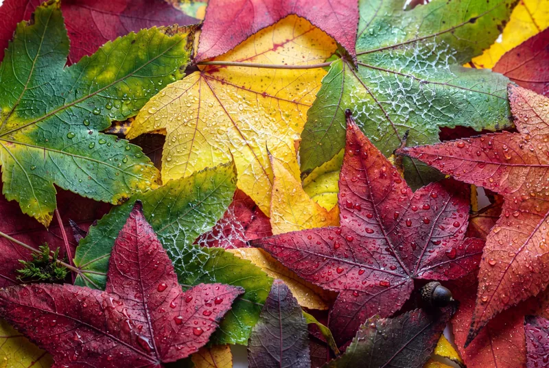 Close-up of red, yellow and green autumn leaves