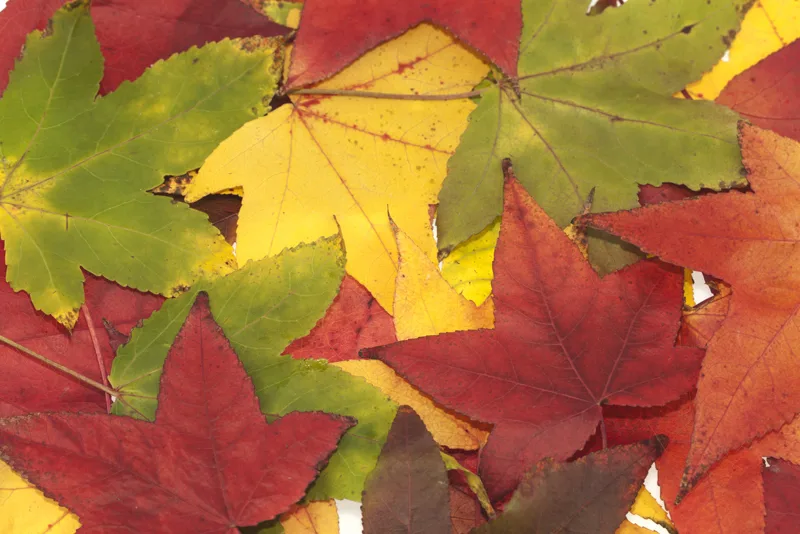 Close-up of red, yellow and green autumn leaves