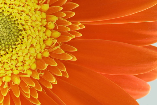 ORANGE BLOOM / 橙の花