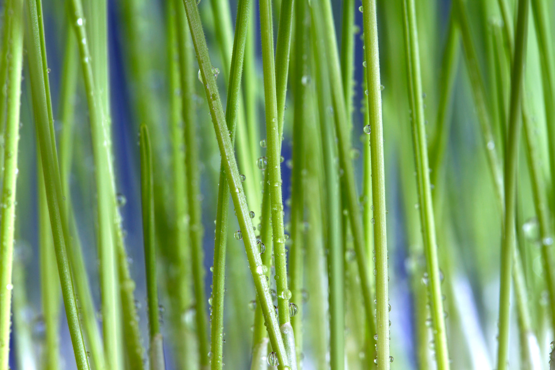 Close-up of green grass blades with water droplets