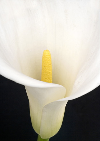 WHITE CALLA / 純白