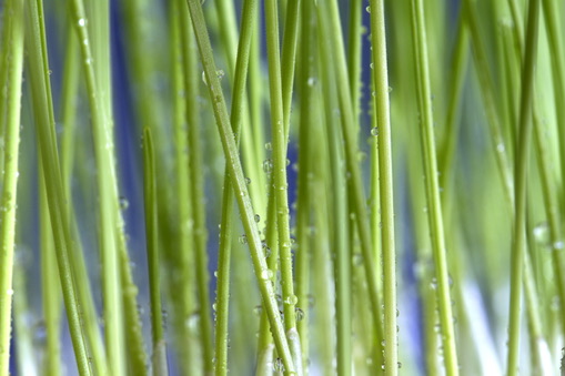 MORNING DEW / 朝露